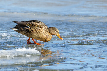 Mallard