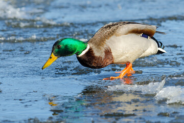 Mallard