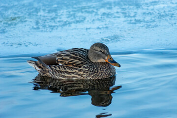 A female mallard duck swimming in the water