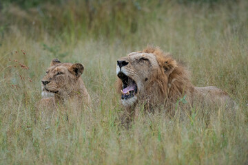 2 Lions seen on a safari in South Africa