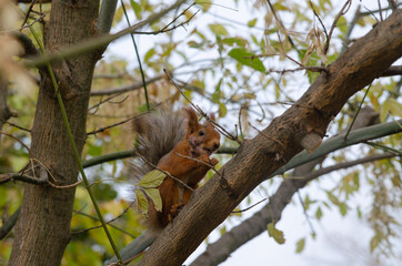 A red squirrel eats a nut on a tree. The life of wild animals