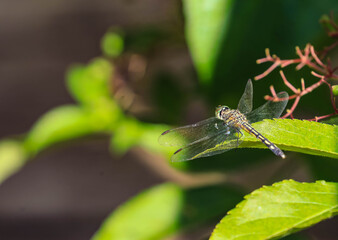 Male Lilypad Clubtail, Arigomphus furcifer, resting on a leaf