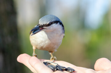Nuthatch