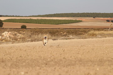 Naklejka premium deer in the meadow