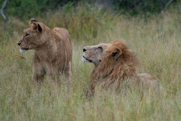 2 Lions seen on a safari in South Africa