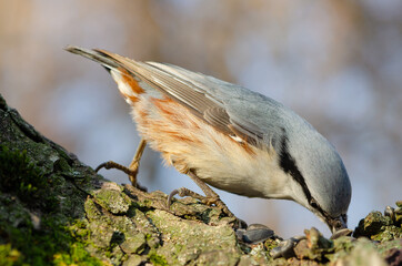 Nuthatch