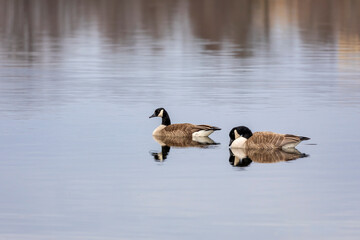 The Canada goose (Branta canadensis) on the lake.