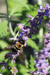 Vertical of a Common Eastern Bumble Bee, Bombus impatiens, in Russian Sage plant