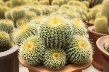 Selected focused on a group of small and beautiful cactus planted in small pots. The cactus will be used as indoor decoration. Displayed for sale to the customer.    
