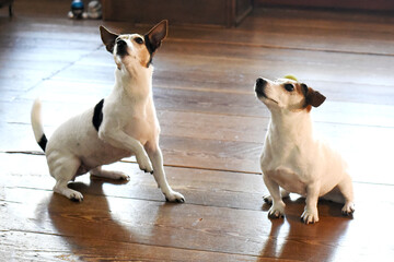 Alltag mit Hund, Foto: Jan Knoff