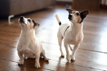 Alltag mit Hund, Foto: Jan Knoff