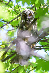 Owl