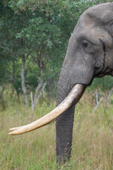 Obraz premium African Elephants seen on a safari in South Africa