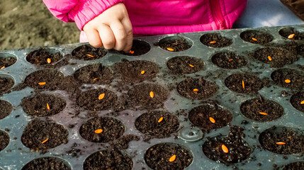 children plant seed in soil