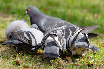 Pigeon