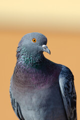 Pigeon