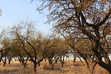 african acacia tree