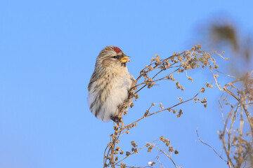 Redpoll