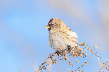 Redpoll