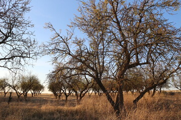 trees in the field