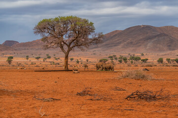 Fototapeta na wymiar Three black rhinos at the savana in Namibia, background mountain landscape