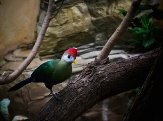 London Zoo