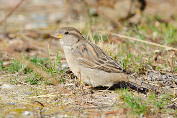 Sparrow