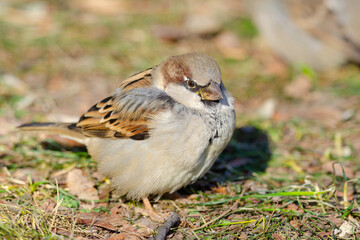 Sparrow