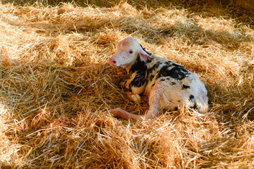 holstein veal just born © august.columbo