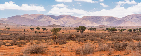 Black rhinos in the evening light at the savana in Namibia, background mountain landscape, panorama