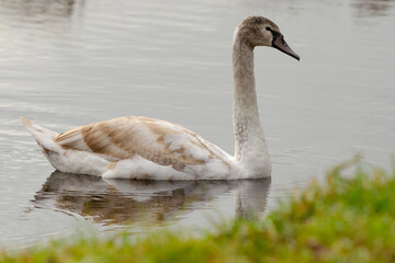 Swan