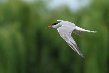 Tern