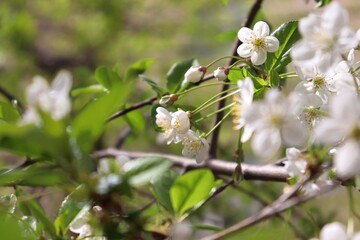 Fototapeta premium White cherry flowers and buds among fresh green leafs in a spring garden. Macro of blooming fruit tree. Cherry blossom closeup.