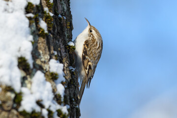 Treecreeper