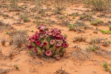 Flowering hoodia cactus in the Namib Naukluft National Park,Namibia
