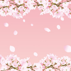 Obraz na płótnie Canvas 桜上下の正方形のフレームと散る桜の花びらピンク