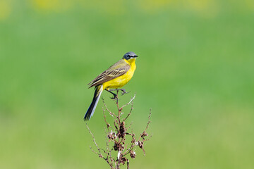 Wagtail