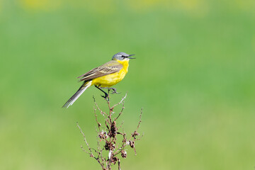 Wagtail