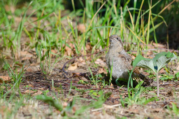 Wryneck