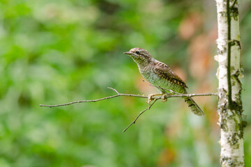 Wryneck