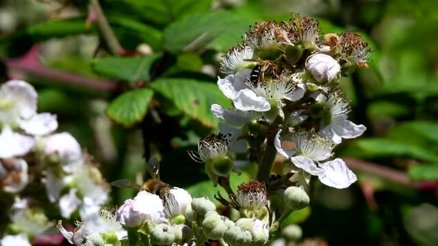 Mason Bee (Osmia) and Western Honey Bee, European Honey Bee (Apis mellifera)  on blackberry flowers