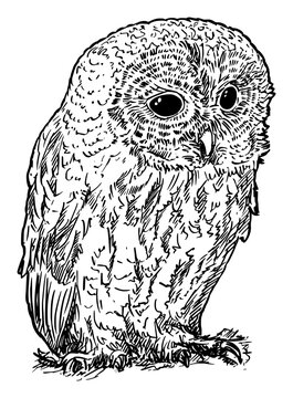 Tawny or Brown Owl Bird. Vector Drawing or Illustration