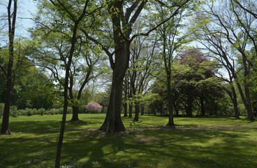 北海道大学植物園内の風景（Scenery in the Botanic Garden Hokkaido University）