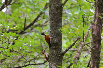 Greater Flameback