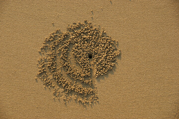 crab sand balls. male crab lays out beautiful patterns of sand balls near its mink. female crab chooses the most beautiful pattern and its creator