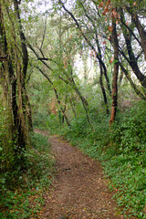 Gravel narrow way inside a green deep forest