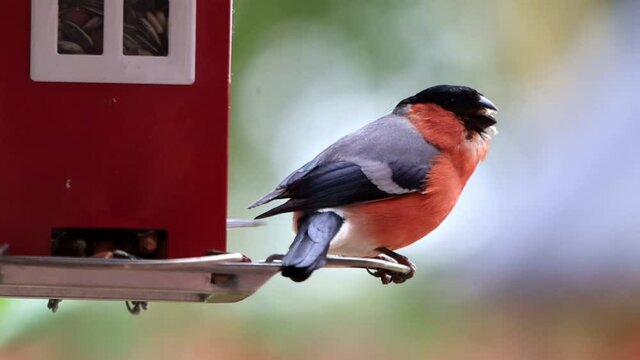 nale bird bullfinch eats bird seed, Pyrrhula pyrrhula
