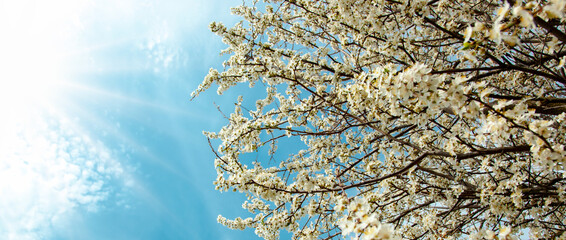 Panoramic Springtime with white cherry blossoms against blue sky in sunshine. Beautiful cherry tree with tender flowers. Amazing spring blossom