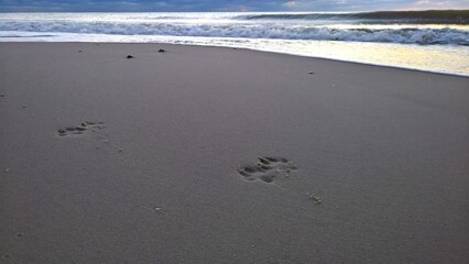 Hundespur am Strand