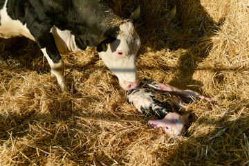 holstein mother cow and new born veal  © august.columbo